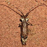 Stenidea insignis